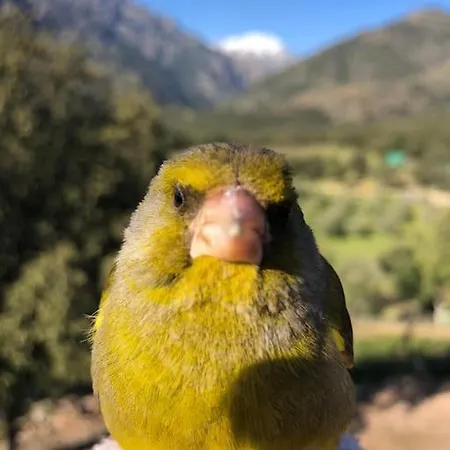 Maison En Pierre Corse Avec Vue Proche Des Gorges De L'asco Entre Montagne Et Piscine