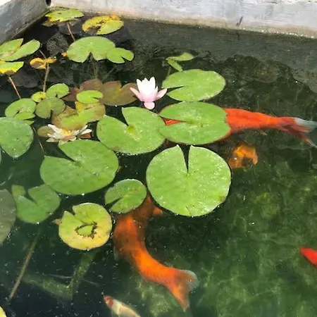 Maison En Pierre Corse Avec Vue Proche Des Gorges De L'asco Entre Montagne Et Piscine Moltifao