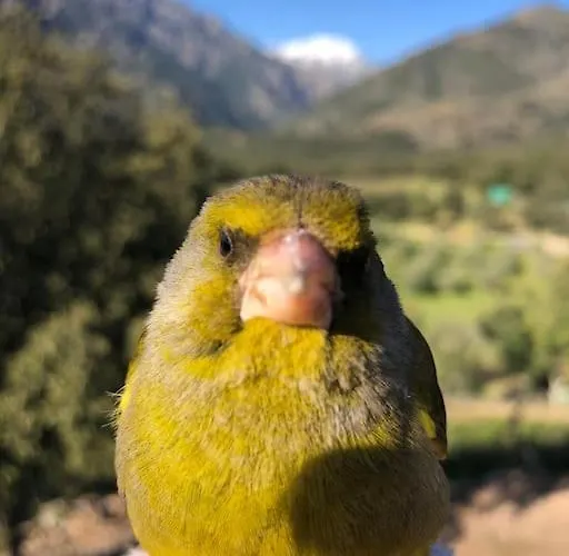 Maison En Pierre Corse Avec Vue Proche Des Gorges De L'asco Entre Montagne Et Piscine