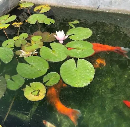 Maison En Pierre Corse Avec Vue Proche Des Gorges De L'asco Entre Montagne Et Piscine Moltifao