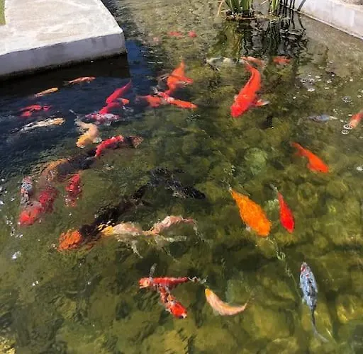 Vila Maison En Pierre Corse Avec Vue Proche Des Gorges De L'asco Entre Montagne Et Piscine *